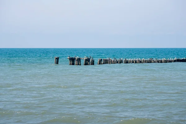 Krajina Moře Racci Betonu Breakwater Černé Moře Poti Krajina — Stock fotografie