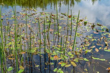 Bataklıktaki bataklığa bak, bataklıktaki floraya bak.