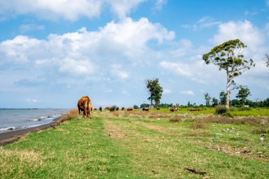 Karadeniz 'deki inekler, sahildeki kirli kumlar