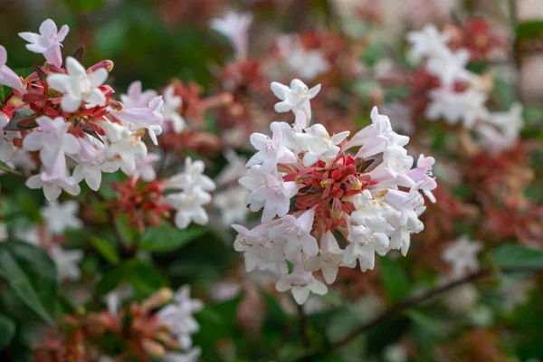 Abelia Nın Güzel Beyaz Tüp Çiçekleri Yazın Çiçek Açıyor Flora — Stok fotoğraf