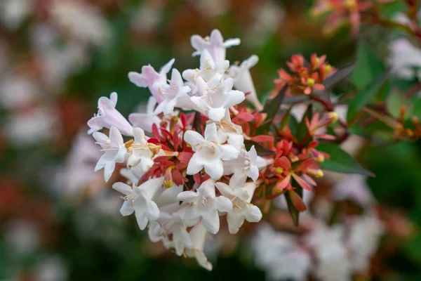 Abelia ihtişamının güzel beyaz tüp çiçekleri yazın çiçek açıyor. — Stok fotoğraf