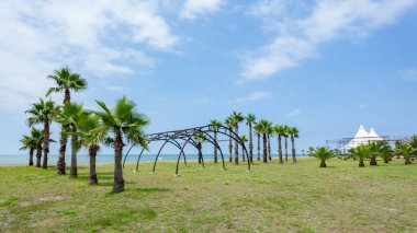 Gürcistan 'ın Anaklia kentinde Karadeniz kıyısındaki palmiye ağaçları. Peyzaj