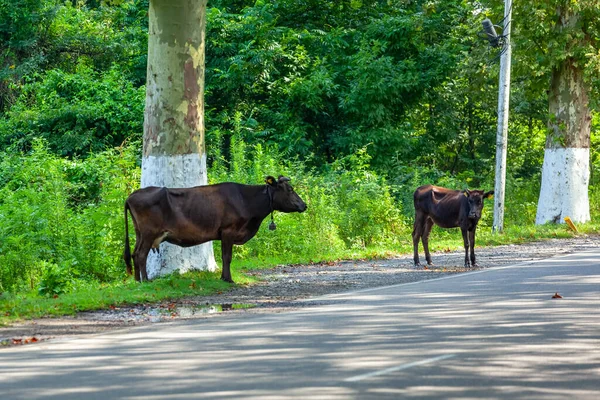 Cows on the road, animals outside the farm. Animals