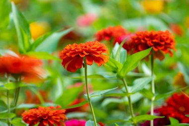 Georgia, Batumi 'deki parkta renkli çiçekler. Doğa