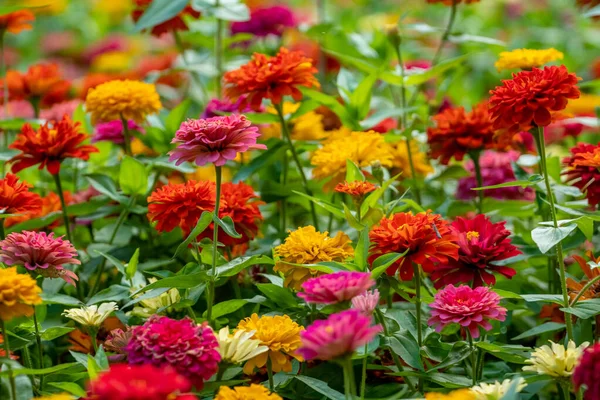 Flores Coloridas Parque Batumi Geórgia Natureza — Fotografia de Stock
