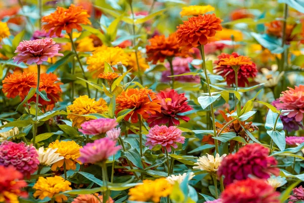 Färgglada Blommor Parken Batumi Georgien Natur — Stockfoto