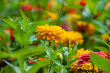 Georgia, Batumi 'deki parkta renkli çiçekler. Doğa