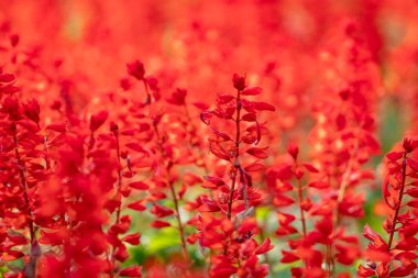 Gürcistan 'daki Batumi Parkı' nda güzel kırmızı salvia çiçekleri.