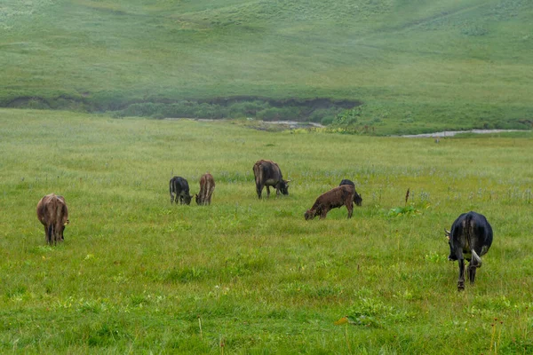 Lots Cows Mountain Green Pasture Animals — Stock Photo, Image