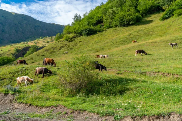 Lots Cows Mountain Green Pasture Animals — Stock Photo, Image