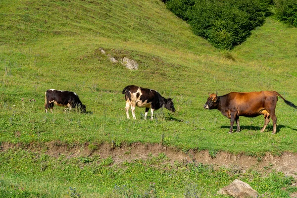 在青山的牧场里有很多奶牛 — 图库照片
