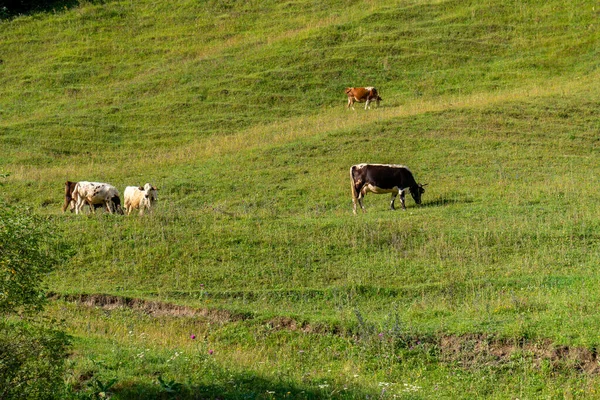 在青山的牧场里有很多奶牛 — 图库照片