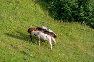 Georgia 'da bir vadide otlayan atların olduğu dağ manzarası.