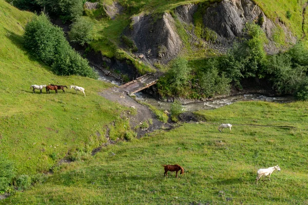 Mountain landscape with a horses grazing in a valley, Georgia — Stock Photo, Image