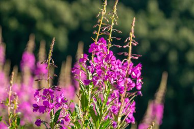 Gürcistan 'daki güzel dağların arka planında lavanta tarlası, doğa.