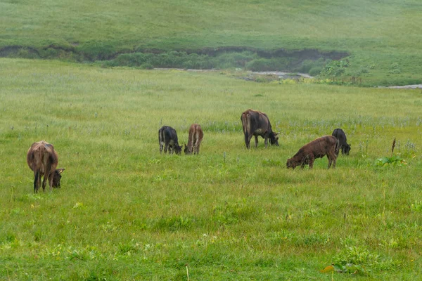 Muitas Vacas Pasto Verde Montanha Animais — Fotografia de Stock