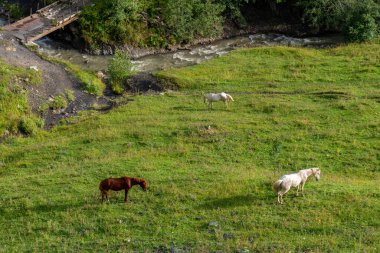 Dağ manzarası, bir dağ vadisinde otlayan atlar, Gürcistan 'da dağ sıraları.