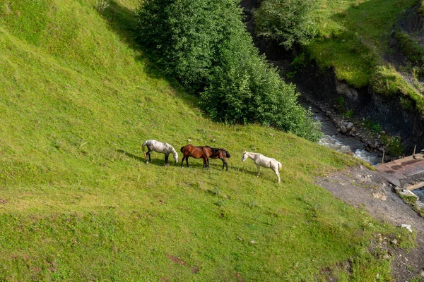Mountain Landscape Horses Grazing Mountain Valley Mountain Range Georgia — Stock Photo, Image