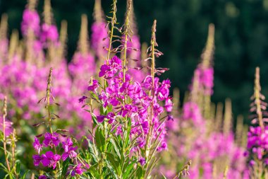 Gürcistan 'daki güzel dağların arka planında lavanta tarlası, doğa.