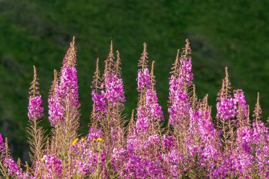 Gürcistan 'daki güzel dağların arka planında lavanta tarlası, doğa.
