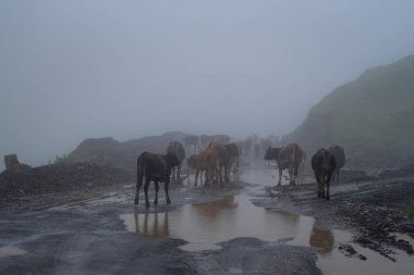 Sisli bir günde dağlık bir kırsal yolda inekler. Hayvanlar. Georgia
