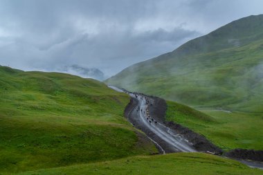 Çoban ve inekler Gürcistan 'da bir dağ yolunda, Datvijvari geçidinde