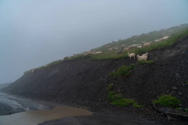 Moutons Sur Pâturage Montagne Par Une Journée Brumeuse Khevsureti Géorgie — Photo