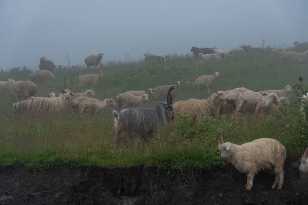 Moutons Sur Pâturage Montagne Par Une Journée Brumeuse Khevsureti Géorgie — Photo