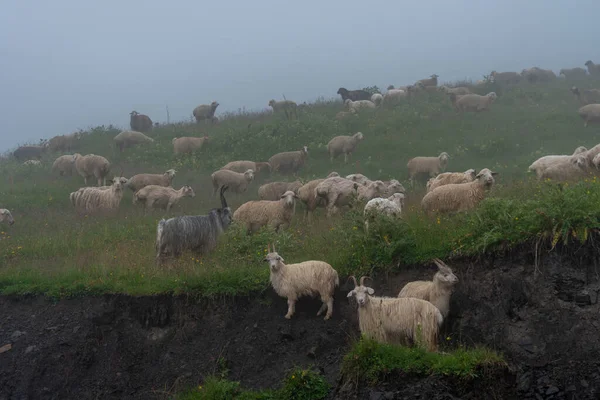 Moutons Sur Pâturage Montagne Par Une Journée Brumeuse Khevsureti Géorgie — Photo