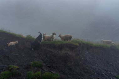 Sisli bir günde dağdaki bir otlakta koyunlar. Khevsureti, Gürcistan