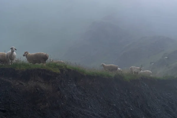 Moutons Sur Pâturage Montagne Par Une Journée Brumeuse Khevsureti Géorgie — Photo