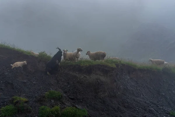 Moutons Sur Pâturage Montagne Par Une Journée Brumeuse Khevsureti Géorgie — Photo