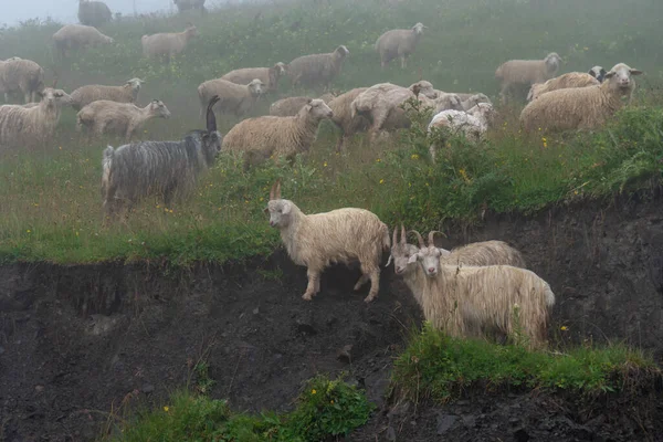 Moutons Sur Pâturage Montagne Par Une Journée Brumeuse Khevsureti Géorgie — Photo