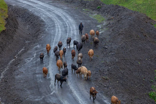 Berger Vaches Sur Une Route Montagne Géorgie Gorge Datvijvari — Photo