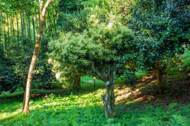 Batum Botanik Bahçesi 'nin güzel manzarası Gürcistan' ın Adjara bölgesindeki Batumi yakınlarında yer almaktadır.