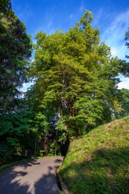 Batum Botanik Bahçesi 'nin güzel manzarası Gürcistan' ın Adjara bölgesindeki Batumi yakınlarında yer almaktadır.