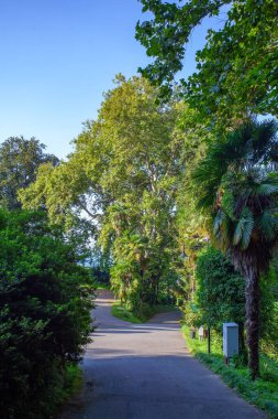 Batum Botanik Bahçesi 'nin güzel manzarası Gürcistan' ın Adjara bölgesindeki Batumi yakınlarında yer almaktadır.