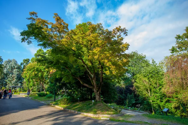 Hermosa Vista Del Jardín Botánico Batumi Encuentra Cerca Batumi Adjara — Foto de Stock