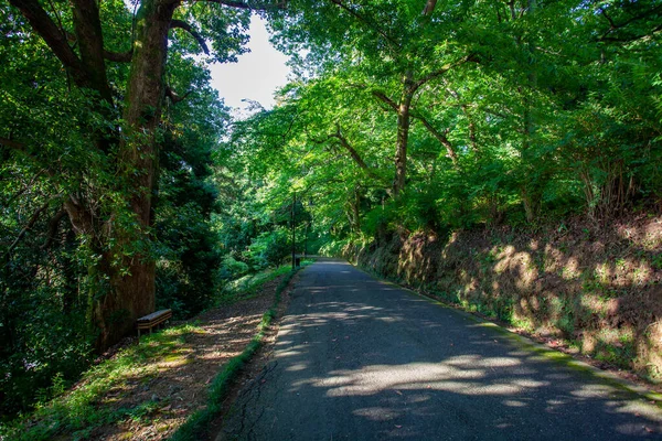 Vacker Utsikt Över Batumi Botaniska Trädgården Ligger Nära Batumi Adjara — Stockfoto