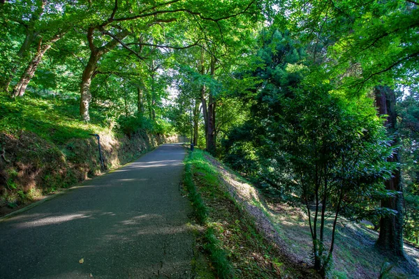Beautiful View Batumi Botanical Garden Located Batumi Adjara Region Georgia — Stock Photo, Image