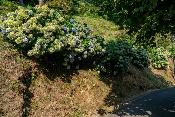 Belle Vue Sur Jardin Botanique Batoumi Est Situé Près Batoumi — Photo