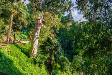 Batumi, Gürcistan - 08 Ağustos 2020: Gürcistan 'ın Adjara bölgesinde Batum Botanik Bahçesinin güzel manzarası