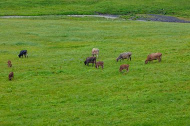 Dağ yeşili otlakta bir sürü inek var. Çiftlik