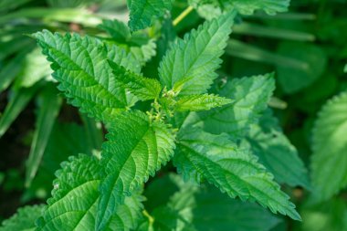 Isırgan otunun fotoğrafı. Yumuşak yeşil yapraklı ısırgan otu. Arka plan bitkisi toprakta yetişir. Bitki