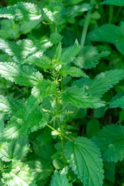 Isırgan otunun fotoğrafı. Yumuşak yeşil yapraklı ısırgan otu. Arka plan bitkisi toprakta yetişir. Bitki