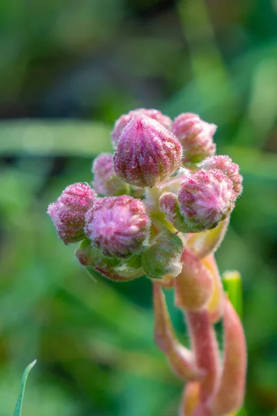 Güzel Dağ Pembe Çiçeği Sabah Doğa — Stok fotoğraf