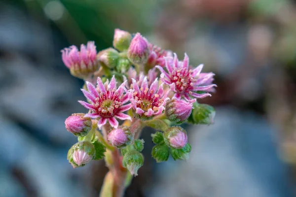 Gyönyörű Hegyi Rózsaszín Virág Reggel Természet — Stock Fotó