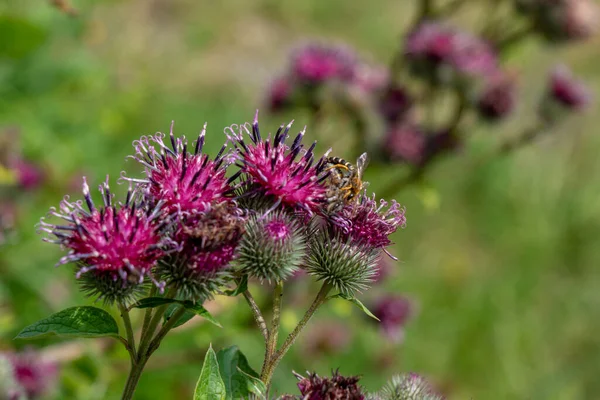 Krásná Purpurová Bodláková Květinka Růžový Květinový Lopuch Nature — Stock fotografie