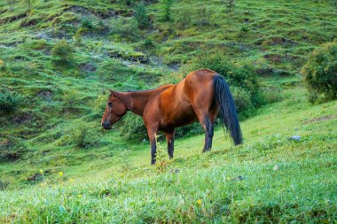 Georgia 'da bir vadide at otlayan bir dağ manzarası. Hayvan.