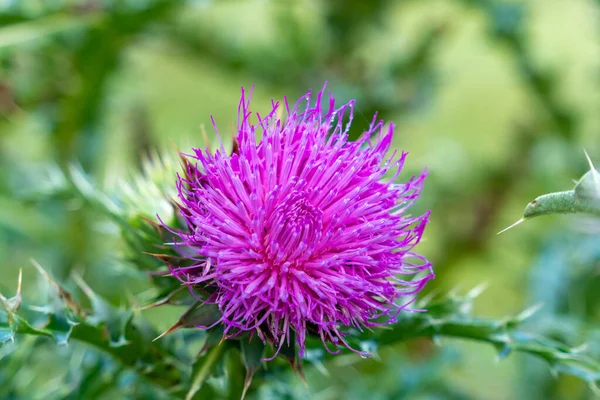 Yakın plan pembe, melankolik devedikeni yeşil doğal bir arka planda, doğa.